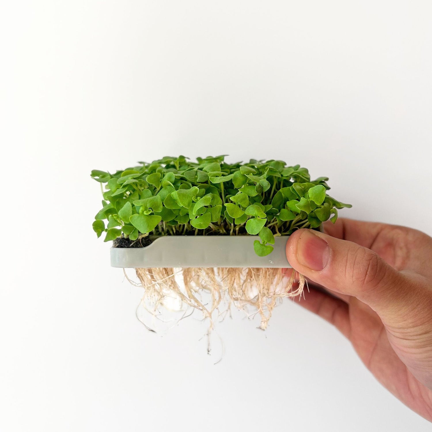BASIL MICROGREEN SEEDS - micropod