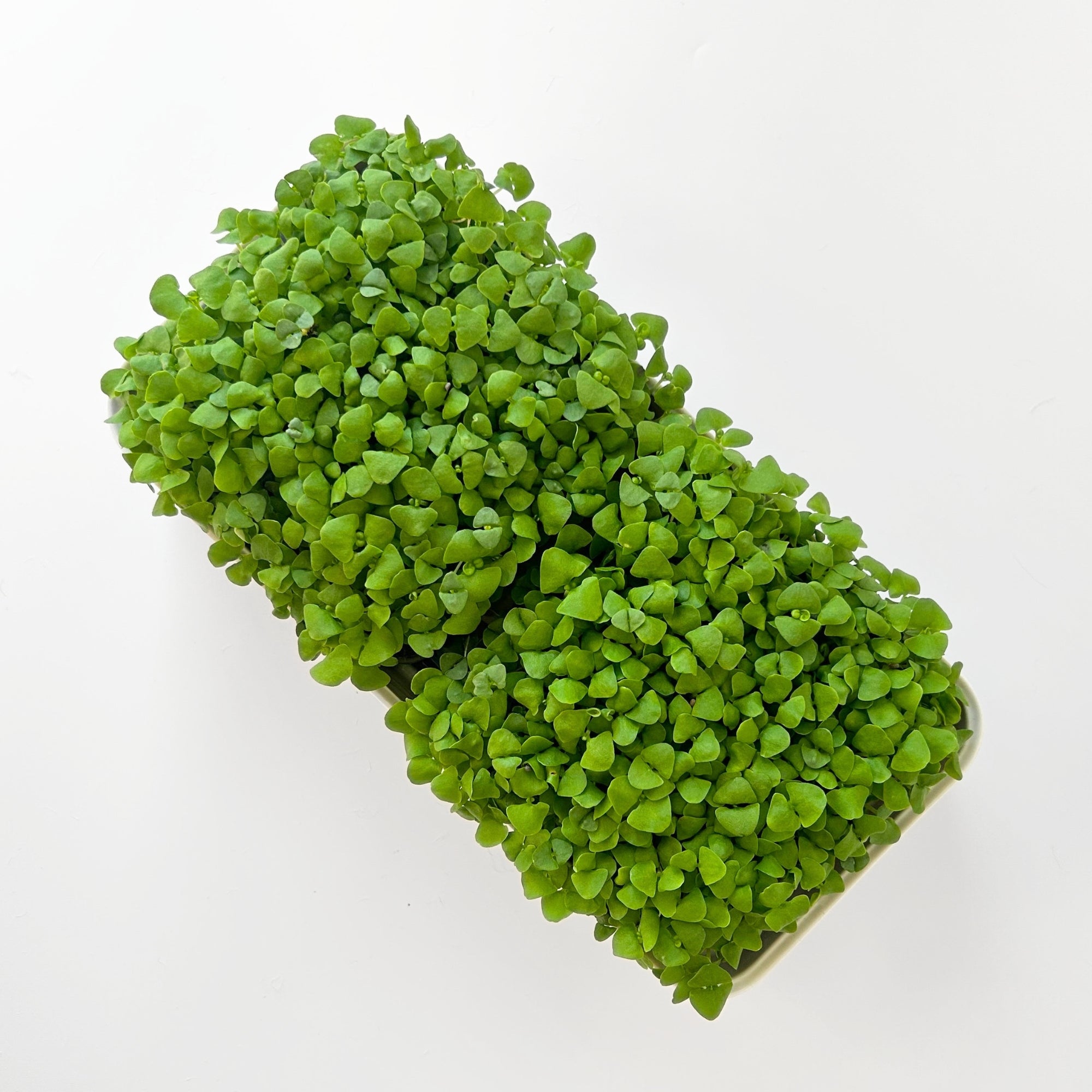 BASIL MICROGREEN SEEDS - micropod
