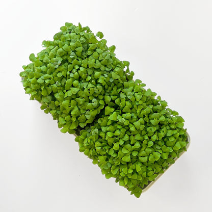 BASIL MICROGREEN SEEDS - micropod