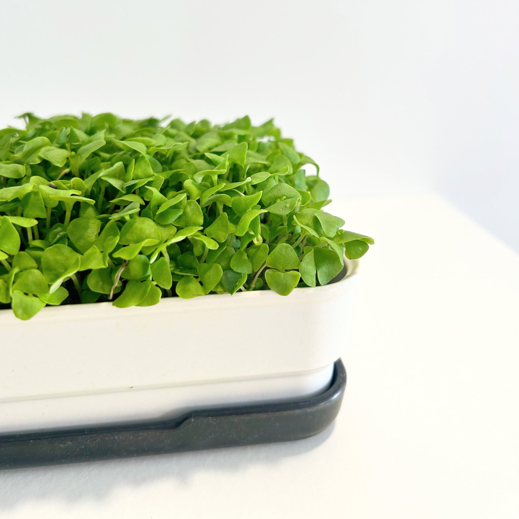 BASIL MICROGREEN SEEDS - micropod