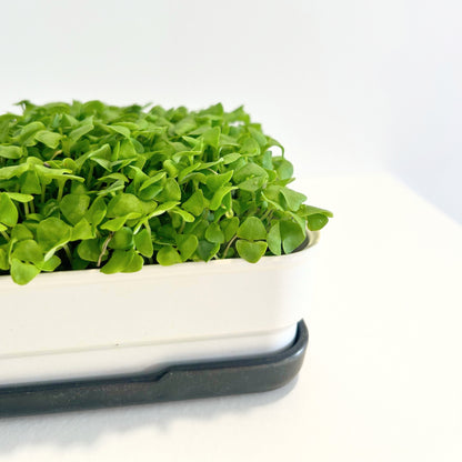 BASIL MICROGREEN SEEDS - micropod