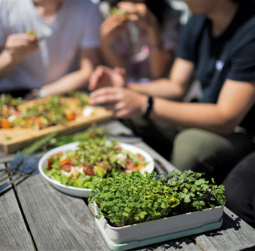 Grow microgreens at home with our soilless kits – micropod