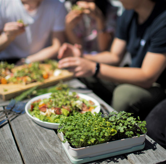 Grow microgreens at home with our soilless kits – micropod