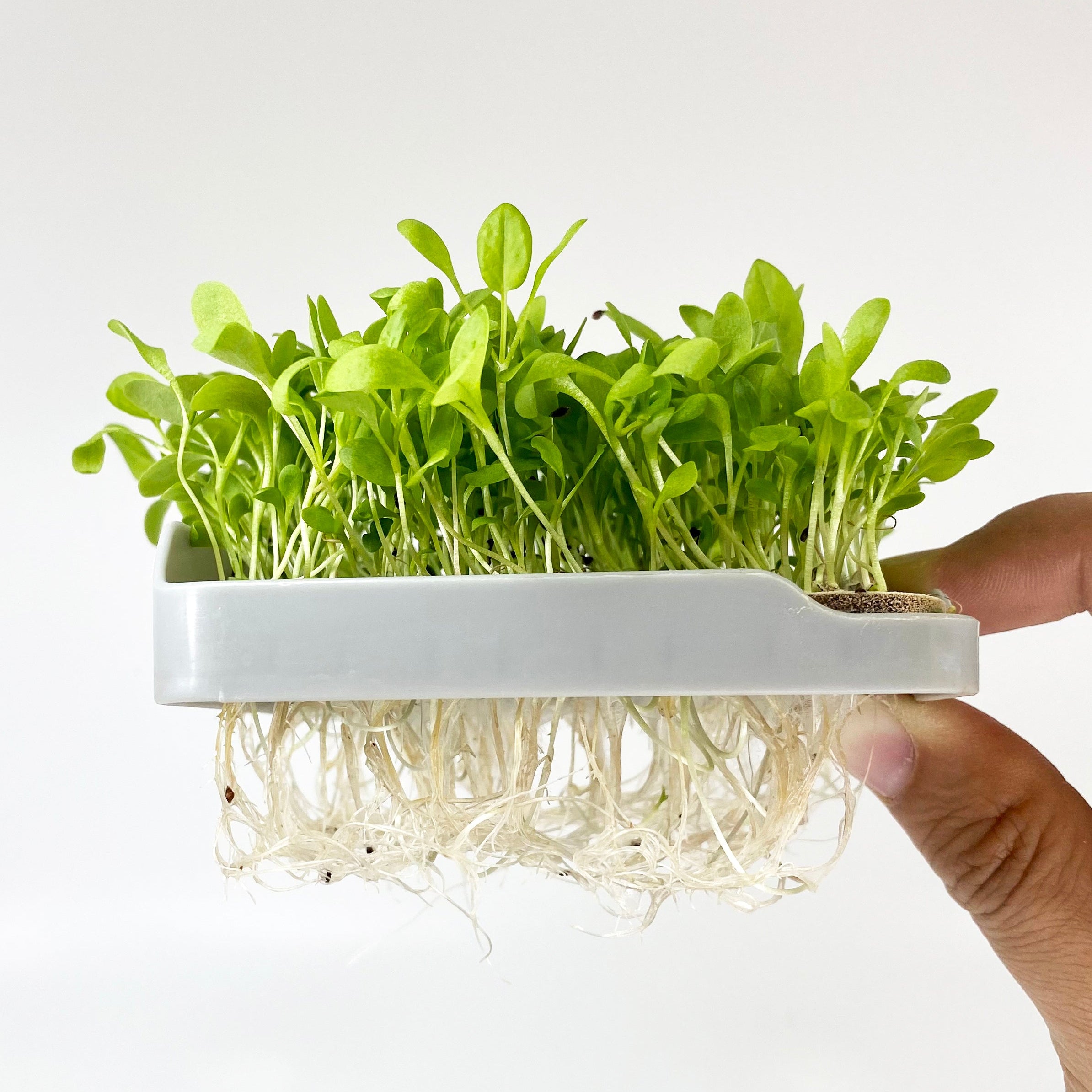 SORREL MICROGREEN SEEDS - micropod