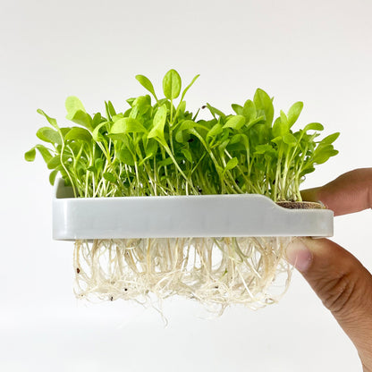 SORREL MICROGREEN SEEDS - micropod