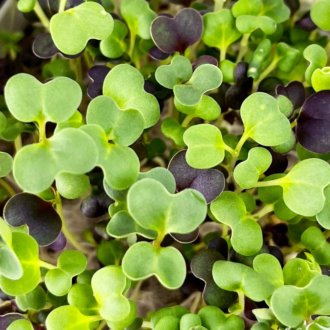 WELLNESS BLEND MICROGREEN SEEDS