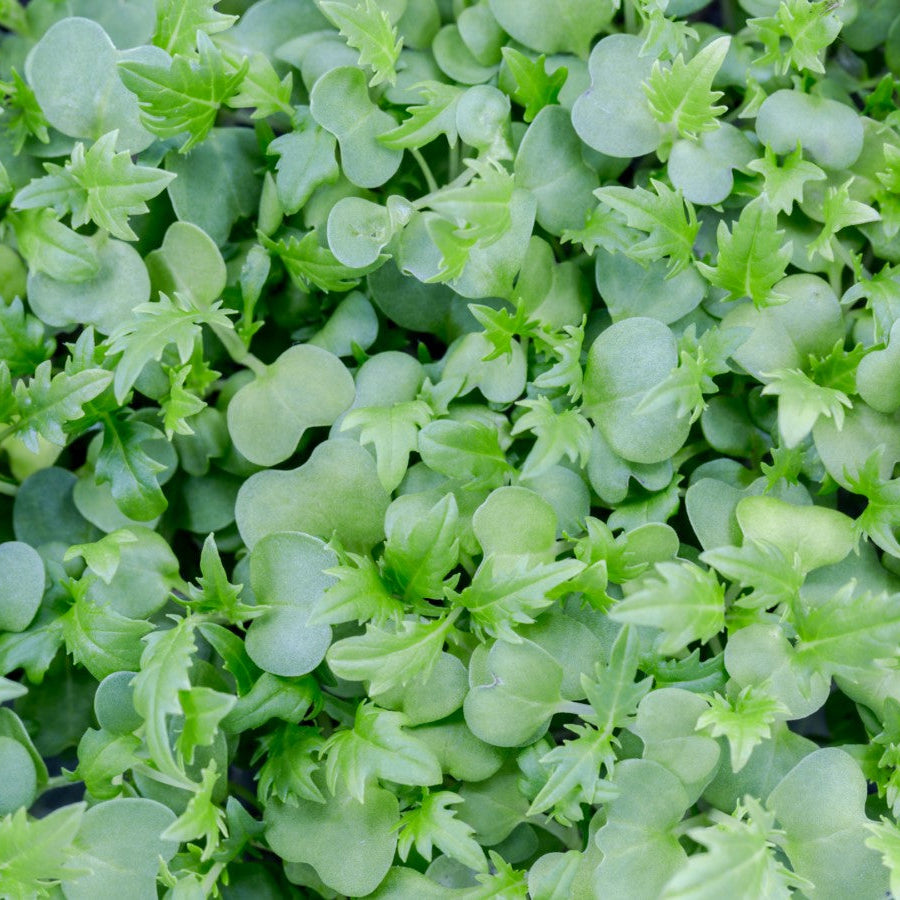 MIZUNA MICROGREEN SEEDS - micropod