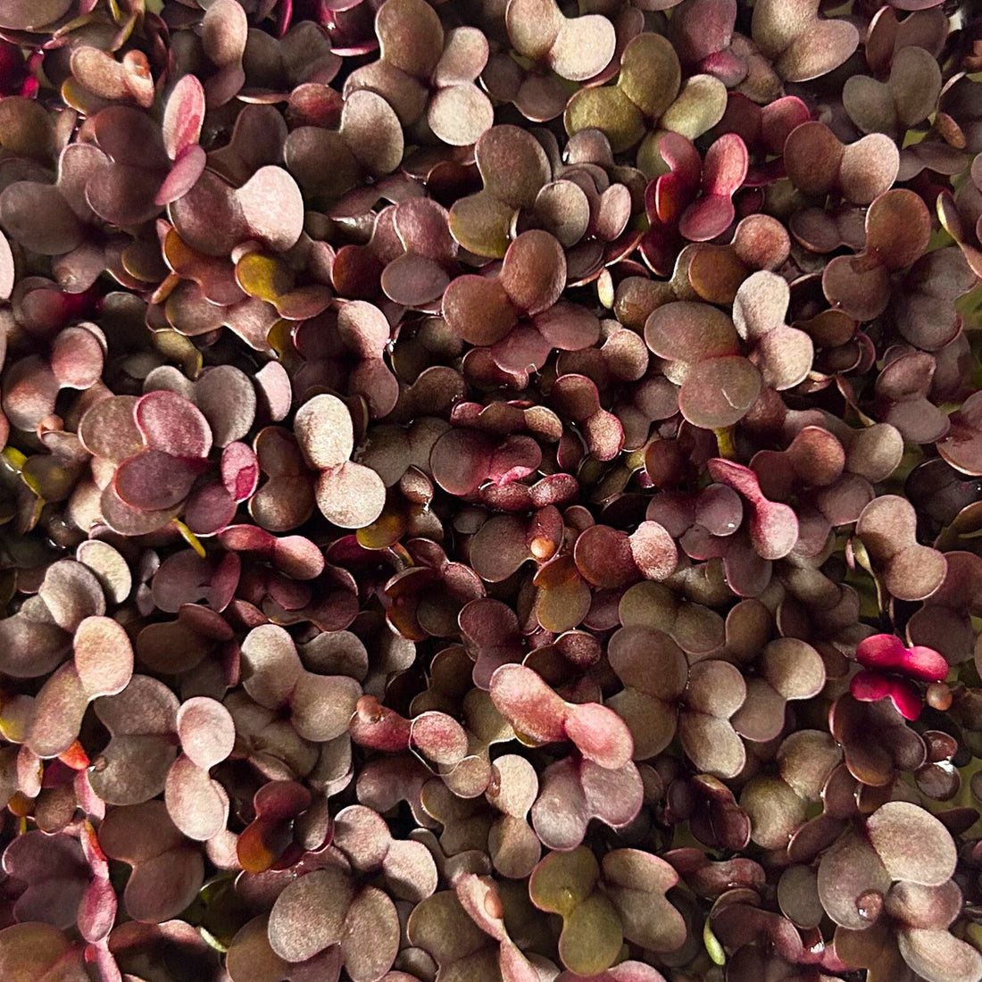 RED KALE MICROGREEN SEEDS