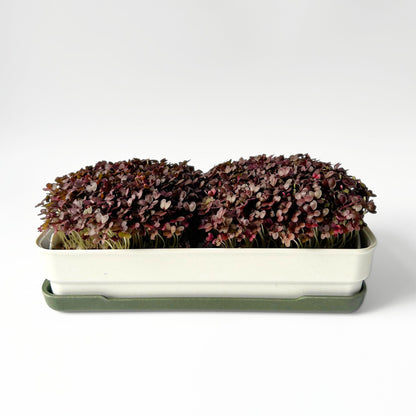 RED KALE MICROGREEN SEEDS
