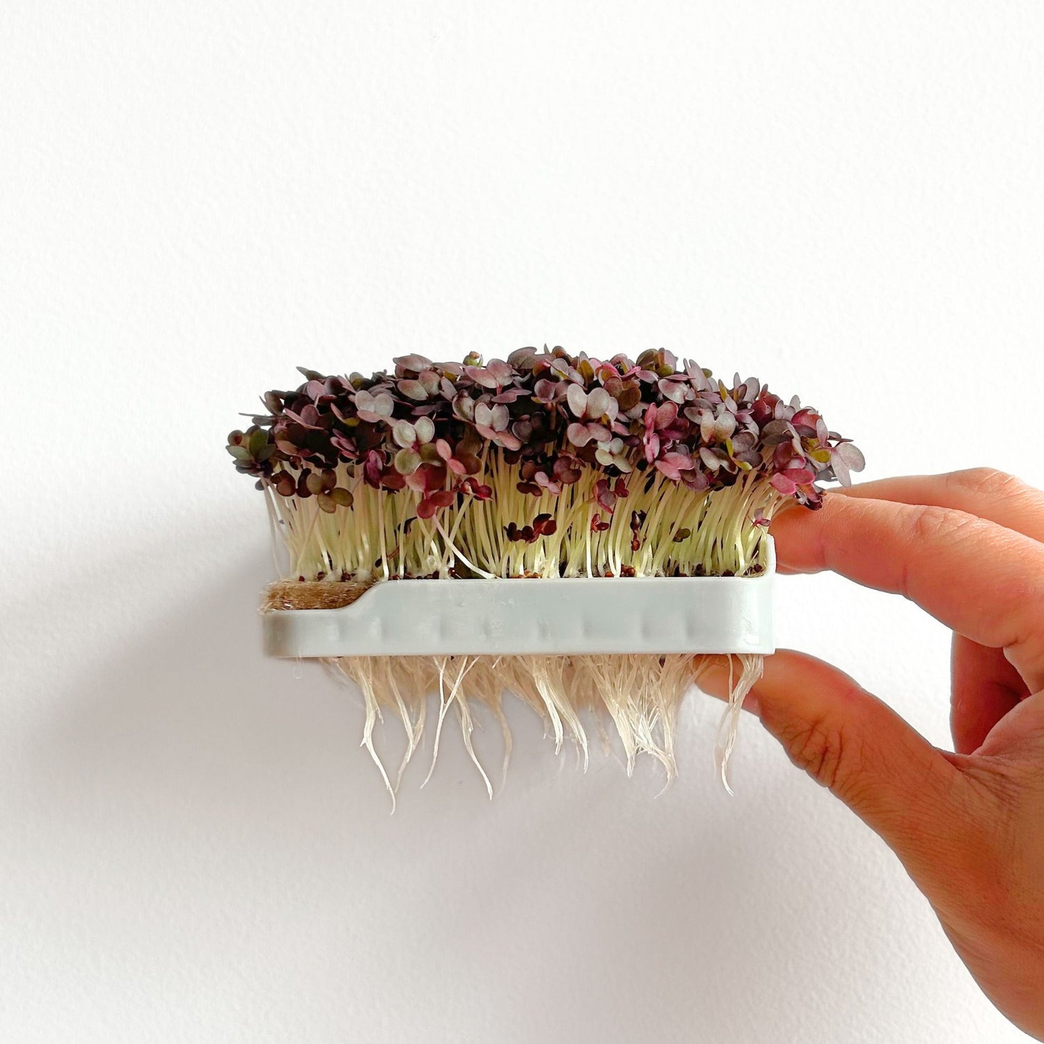RED KALE MICROGREEN SEEDS
