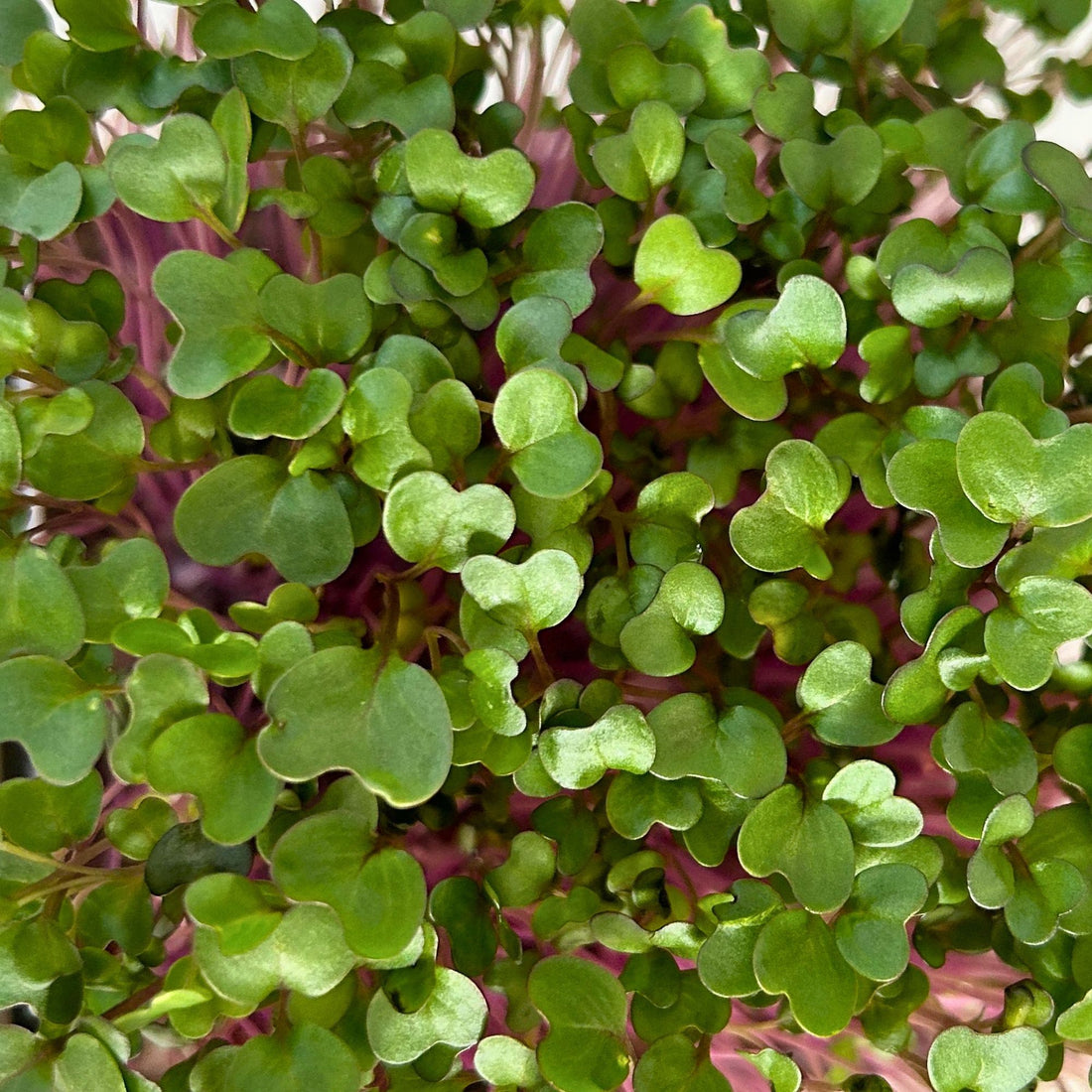 KOHLRABI MICROGREEN SEEDS