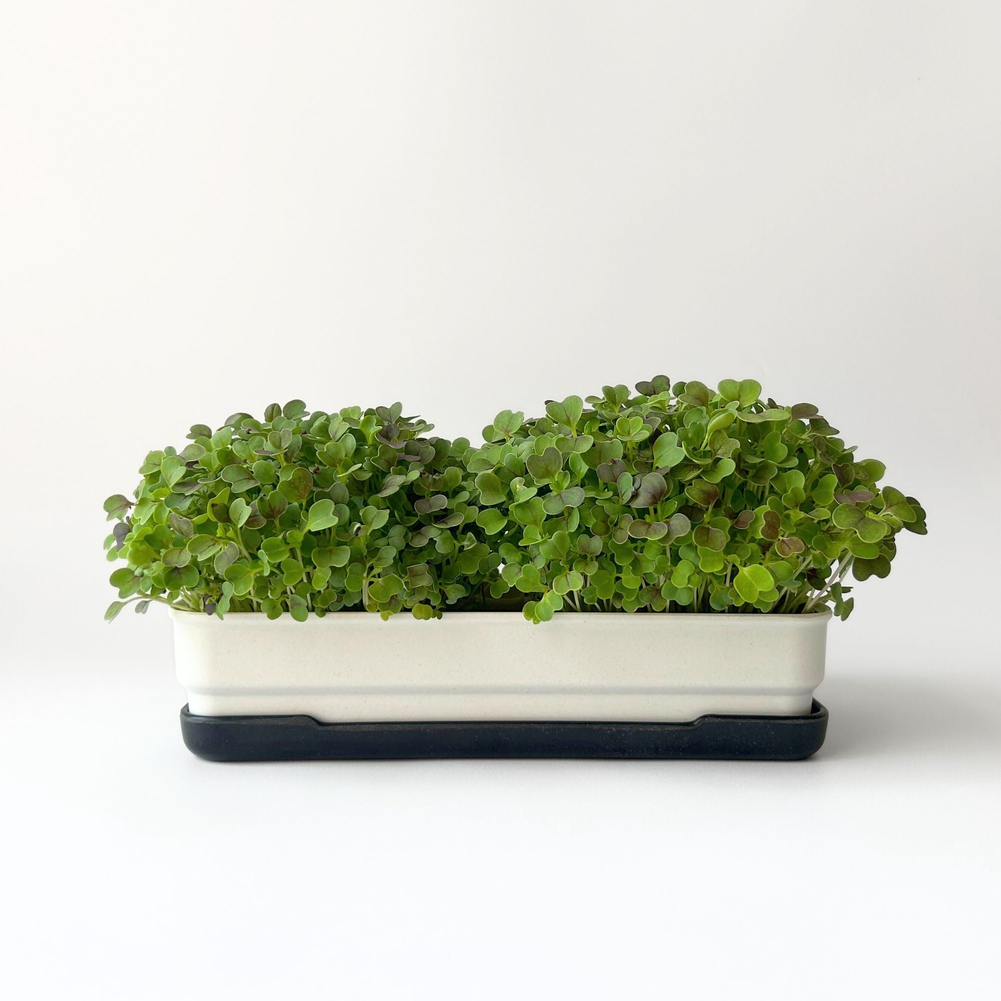 KOMATSUNA MICROGREEN SEEDS - micropod