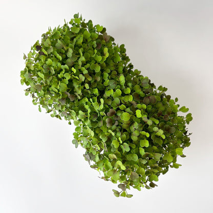 KOMATSUNA MICROGREEN SEEDS - micropod