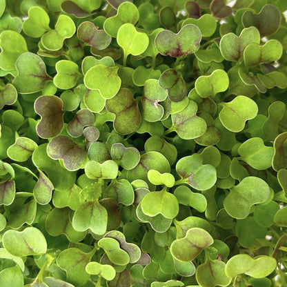 KOMATSUNA MICROGREEN SEEDS - micropod