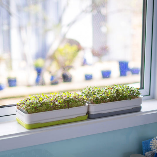 Grow microgreens at home with our soilless kits – micropod
