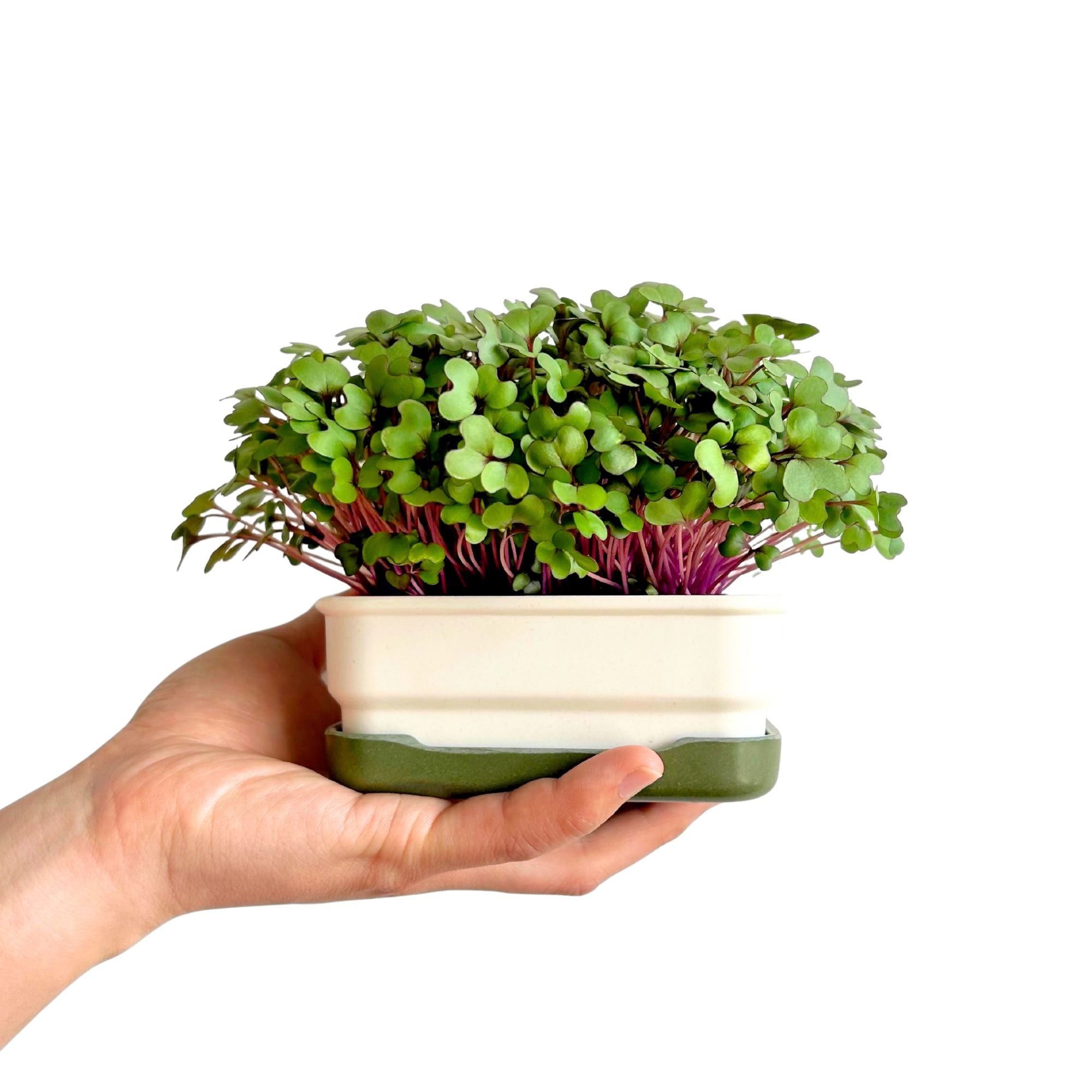 Mini Starter Kit Trio - micropod
