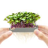 Grow microgreens at home with our soilless kits – micropod