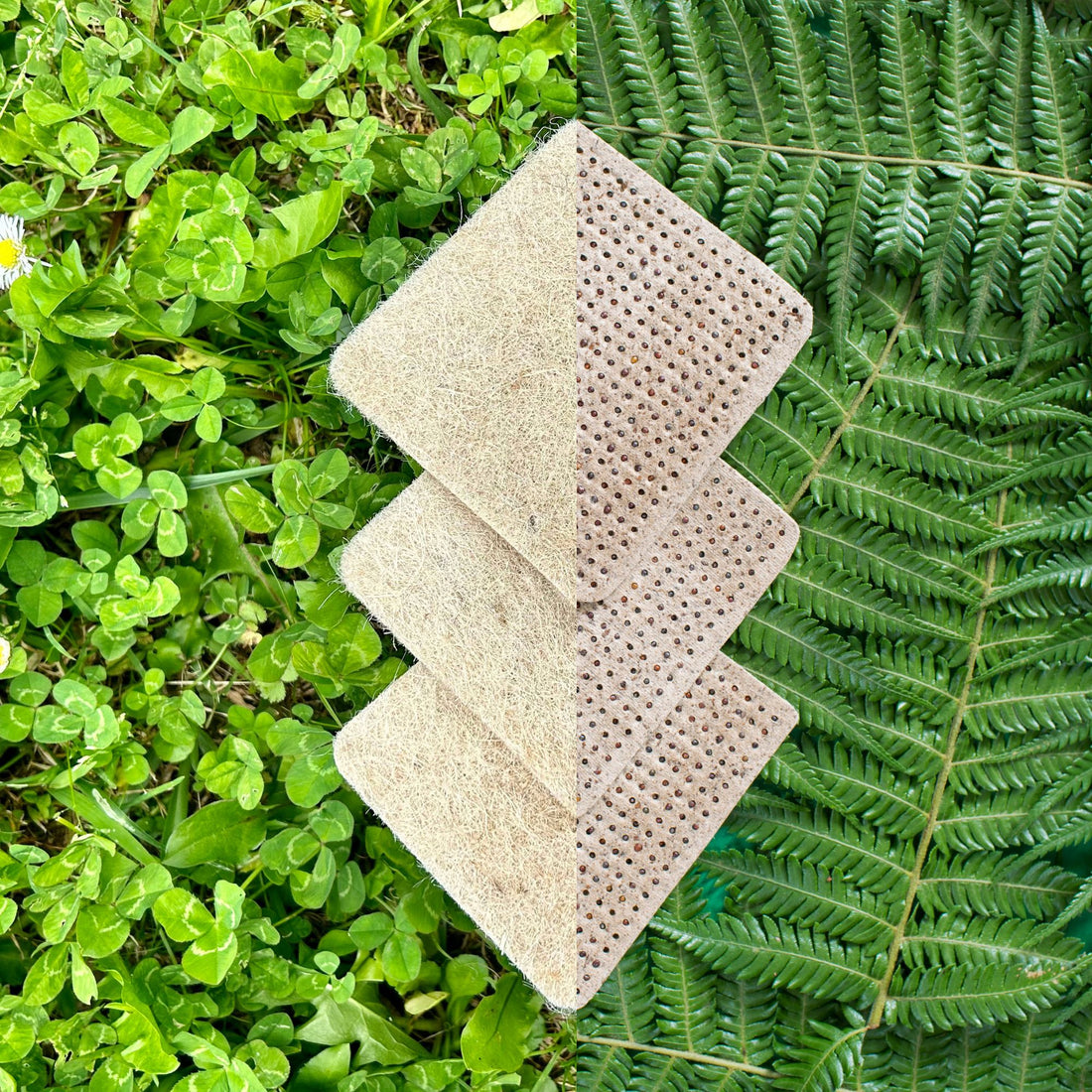Grow microgreens at home with our soilless kits – micropod