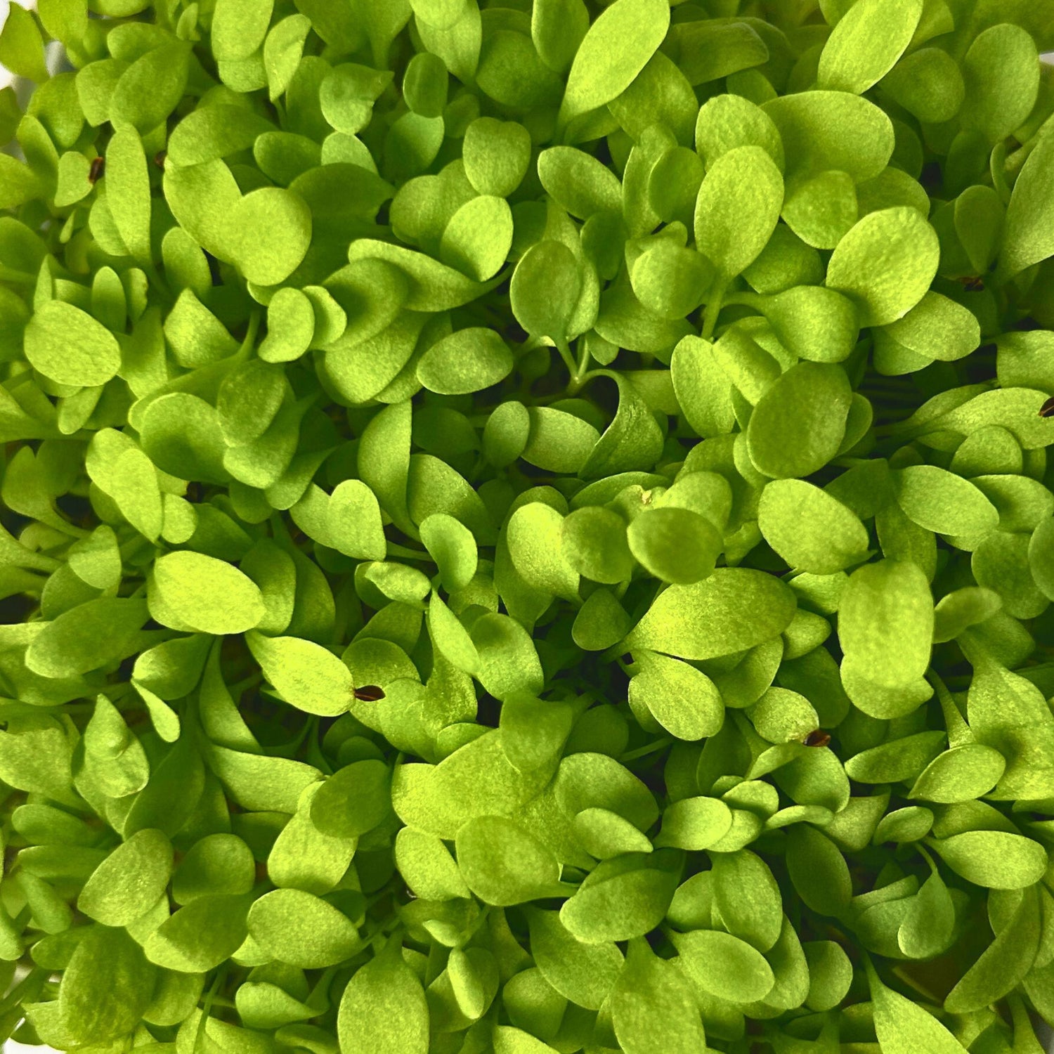 SORREL MICROGREEN SEEDS - micropod