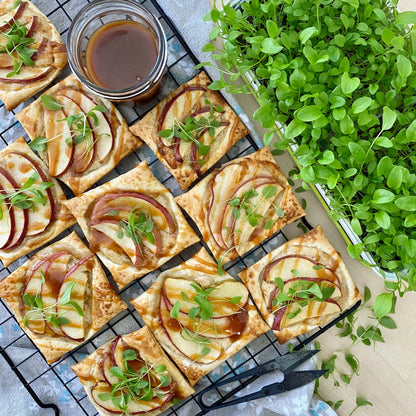 SORREL MICROGREEN SEEDS - micropod