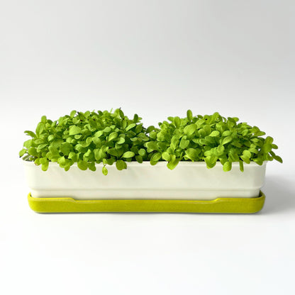 SORREL MICROGREEN SEEDS - micropod