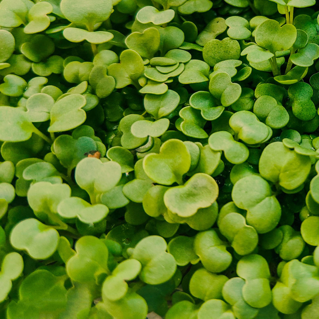ROCKET MICROGREEN SEEDS - micropod