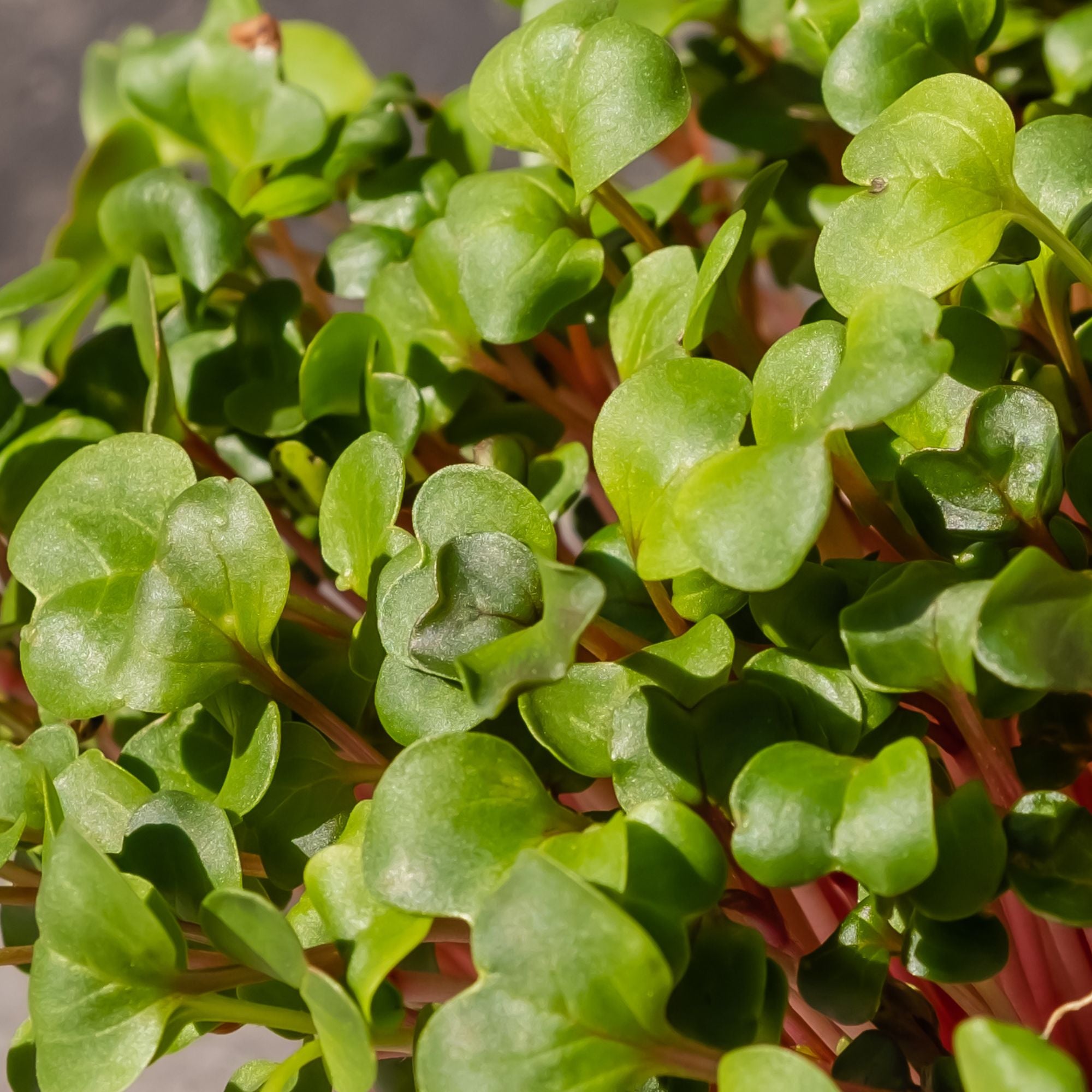 RADISH MICROGREEN SEEDS