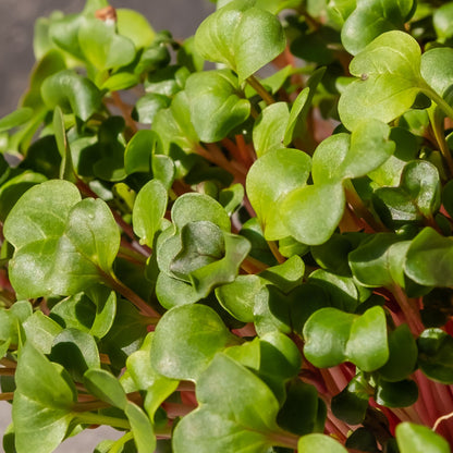 RADISH MICROGREEN SEEDS