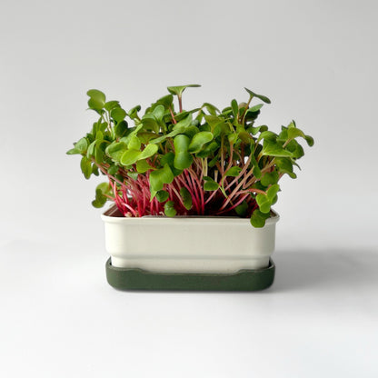 RADISH MICROGREEN SEEDS