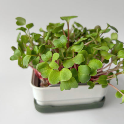 RADISH MICROGREEN SEEDS