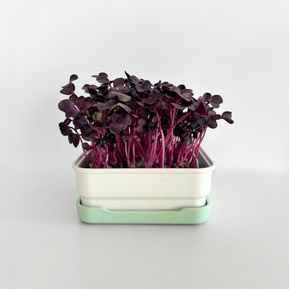 PURPLE RADISH MICROGREEN SEEDS