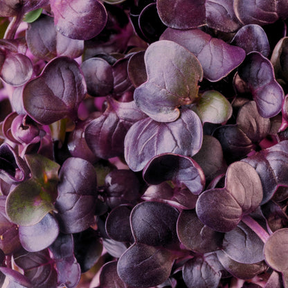 PURPLE RADISH MICROGREEN SEEDS