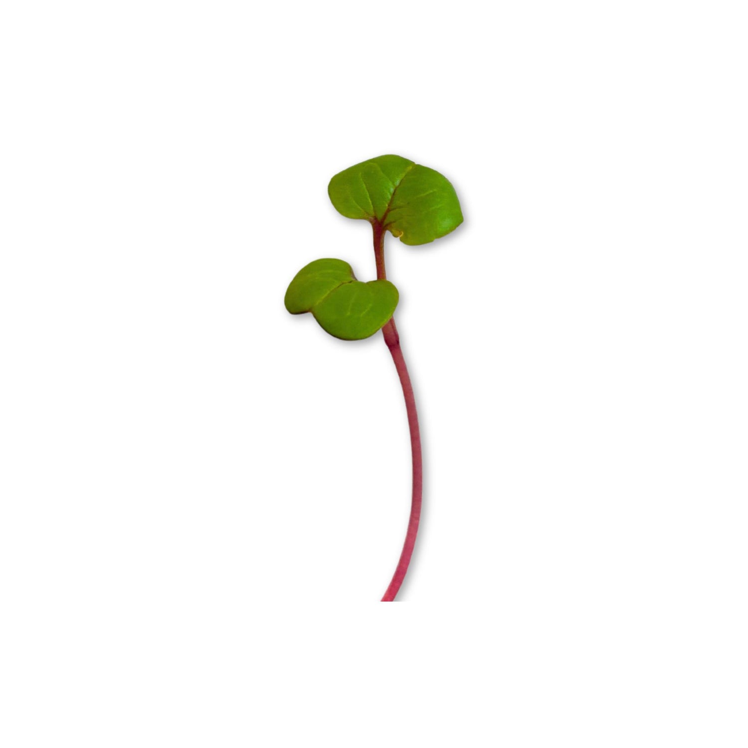 RADISH MICROGREEN SEEDS