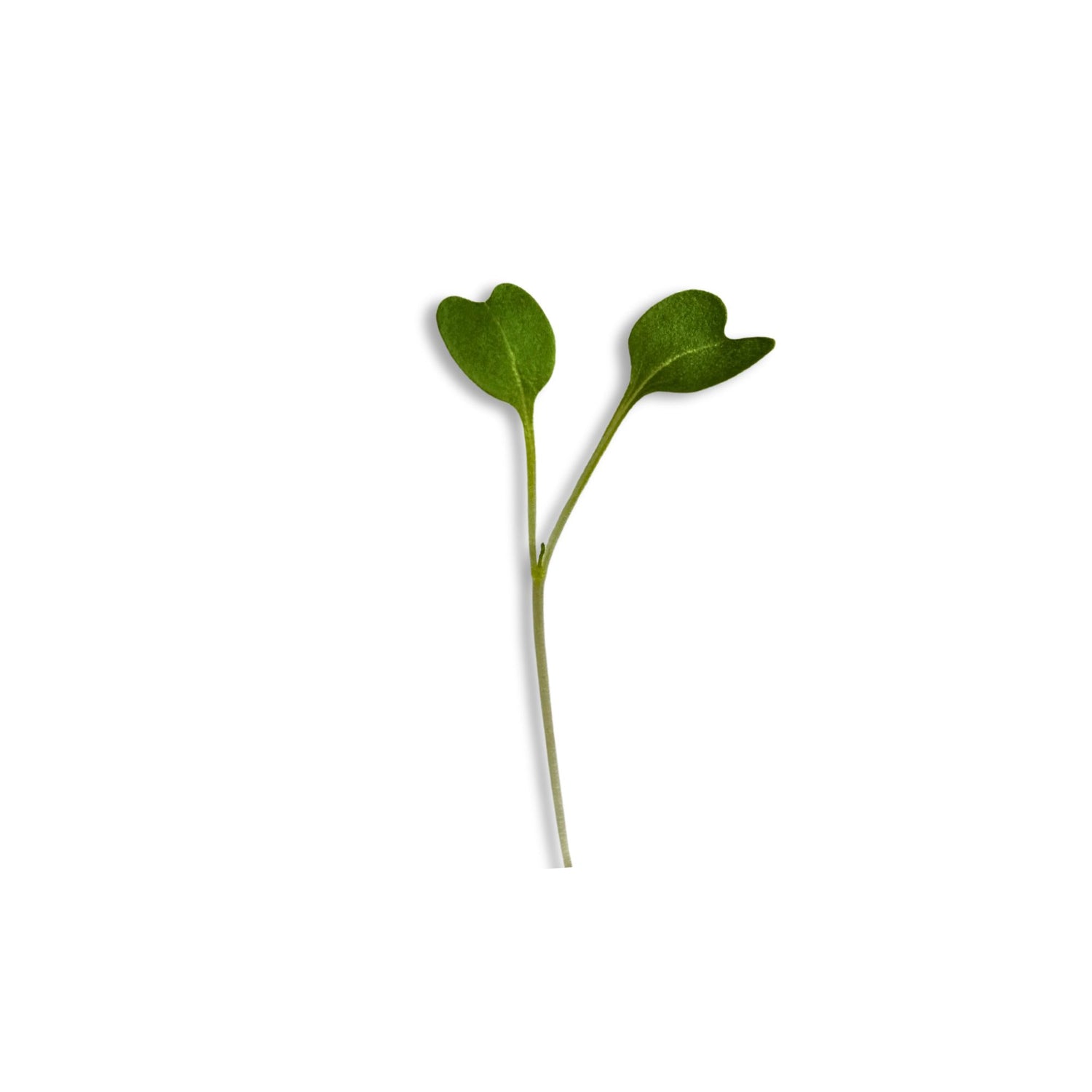 ROCKET MICROGREEN SEEDS