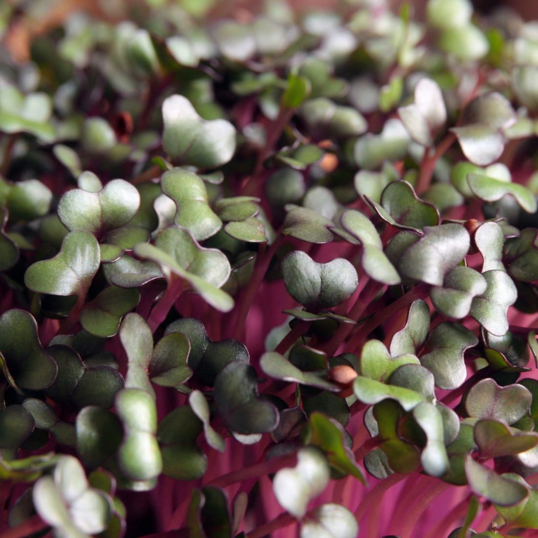 RED CABBAGE MICROGREEN SEEDS