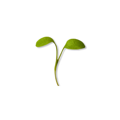 SORREL MICROGREEN SEEDS - micropod
