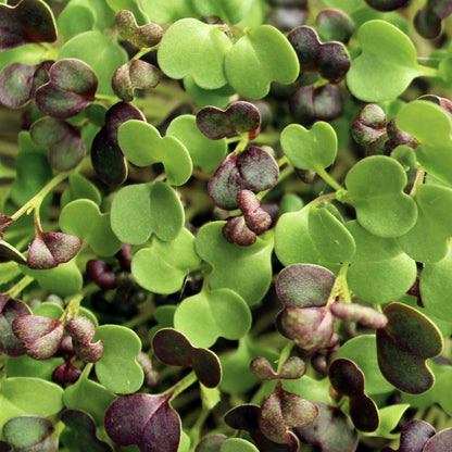 SPICY BLEND MICROGREEN SEEDS - micropod
