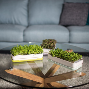Grow microgreens at home with our soilless kits – micropod