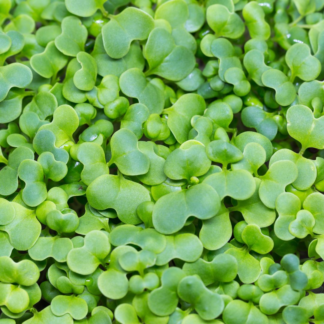 BROCCOLI MICROGREEN SEEDS - micropod