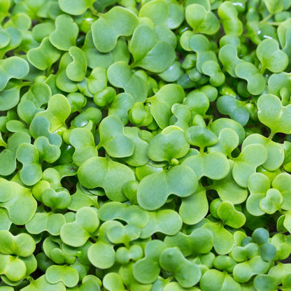 BROCCOLI MICROGREEN SEEDS - micropod
