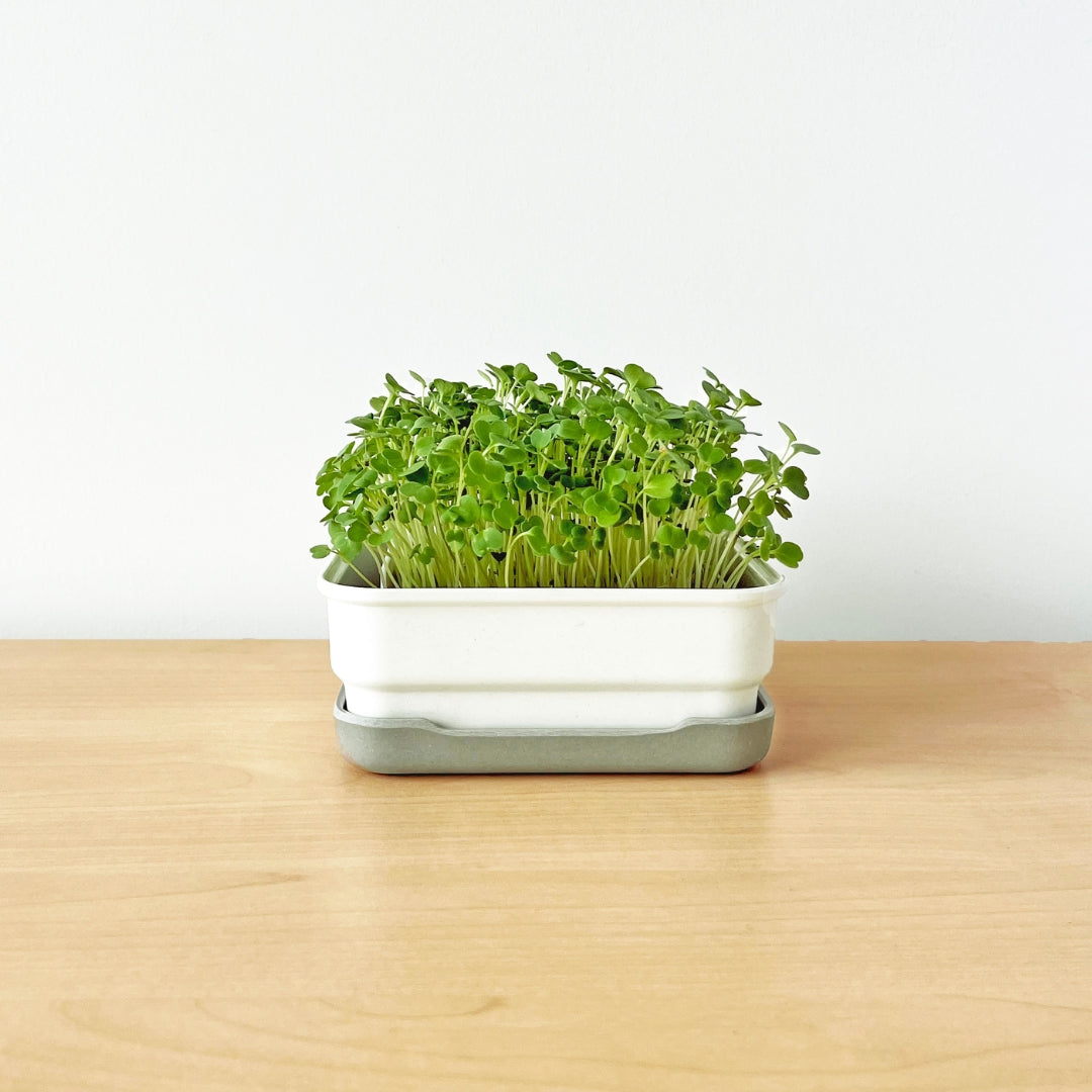 MINI STARTER KIT – micropod