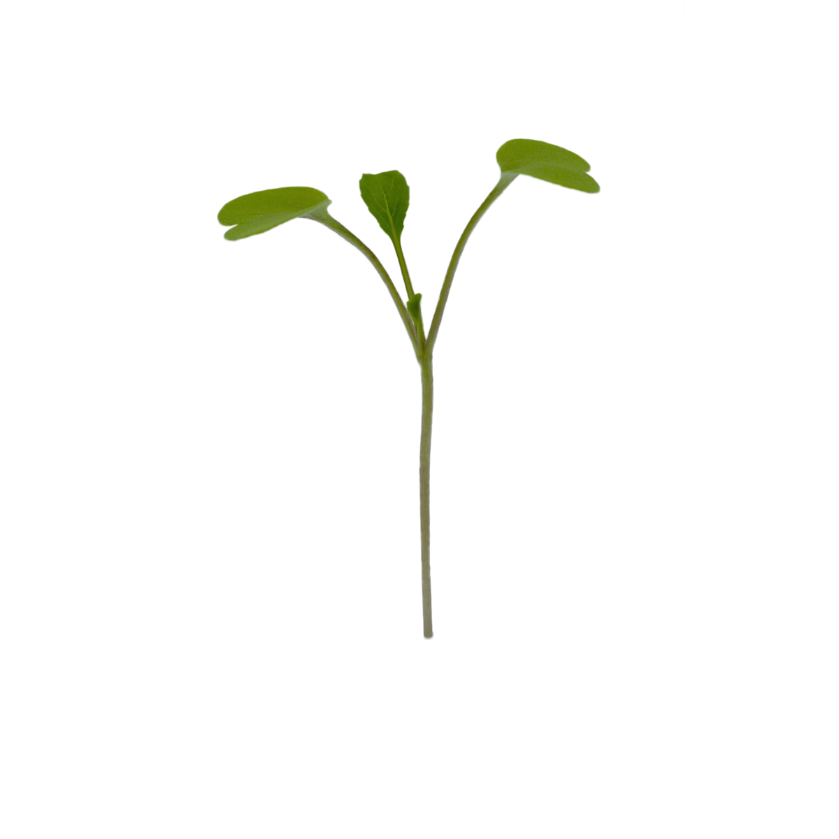 PAK CHOI