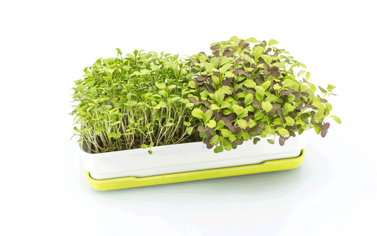 Grow microgreens at home with our soilless kits – micropod