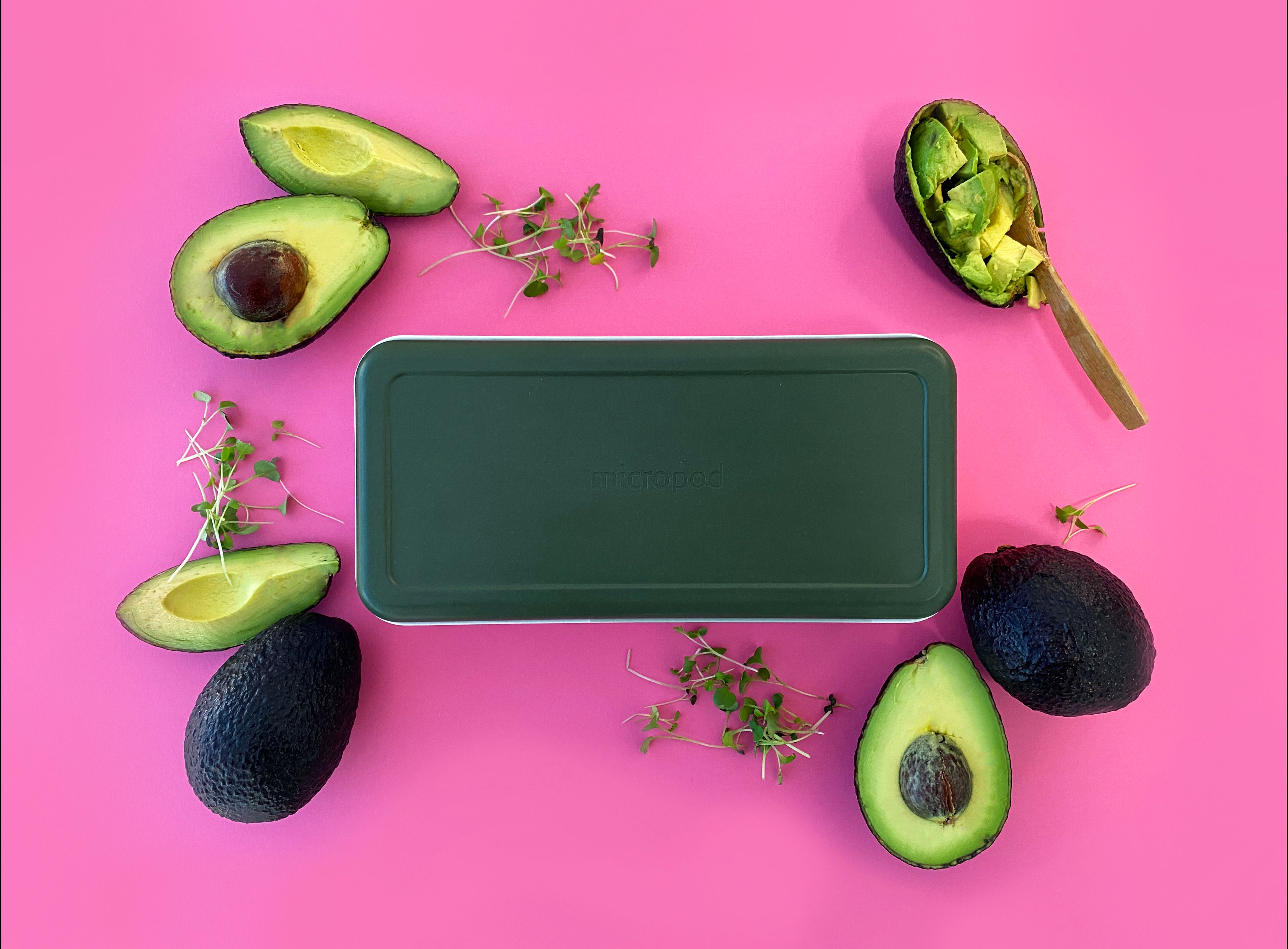 micropod starterkit avocado 