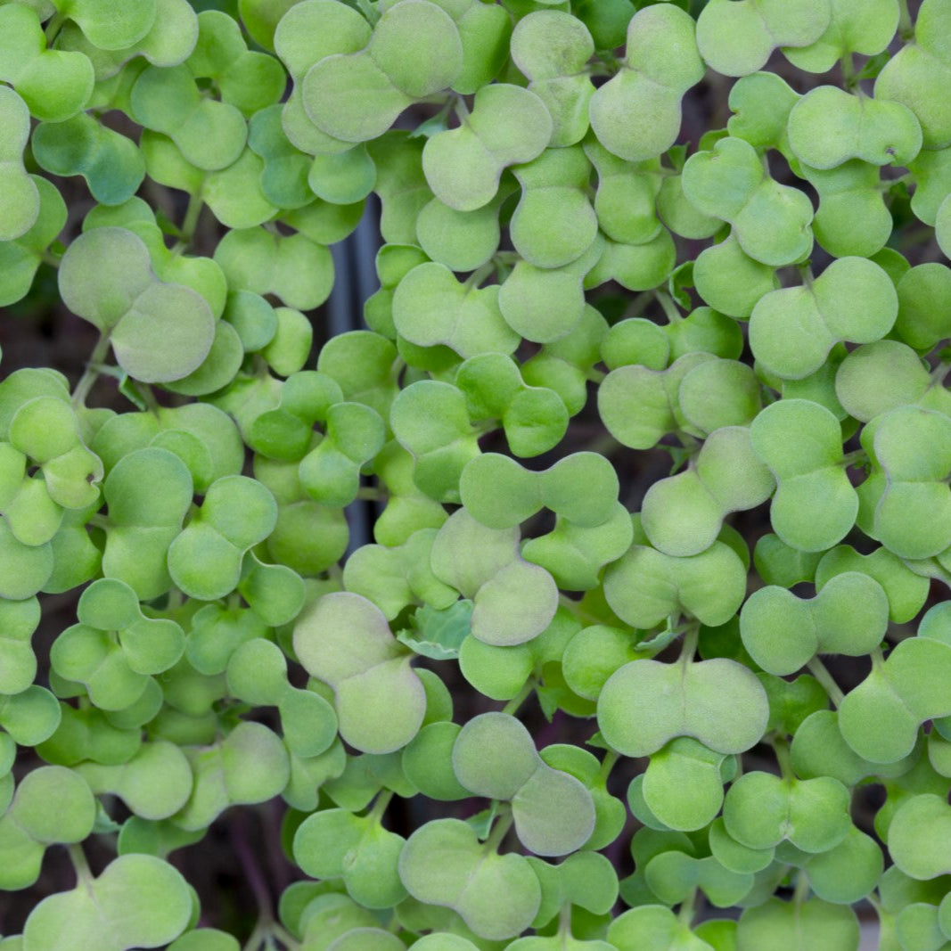 BROCCOLI - micropod