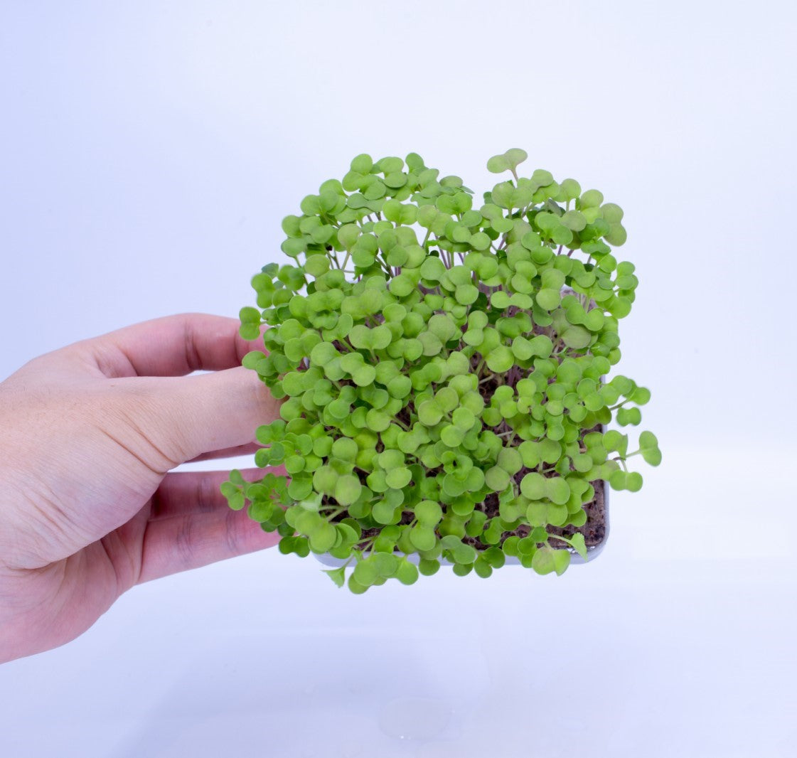 MIX PACK 2 - micropod