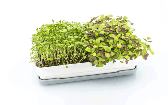 Grow microgreens at home with our soilless kits – micropod